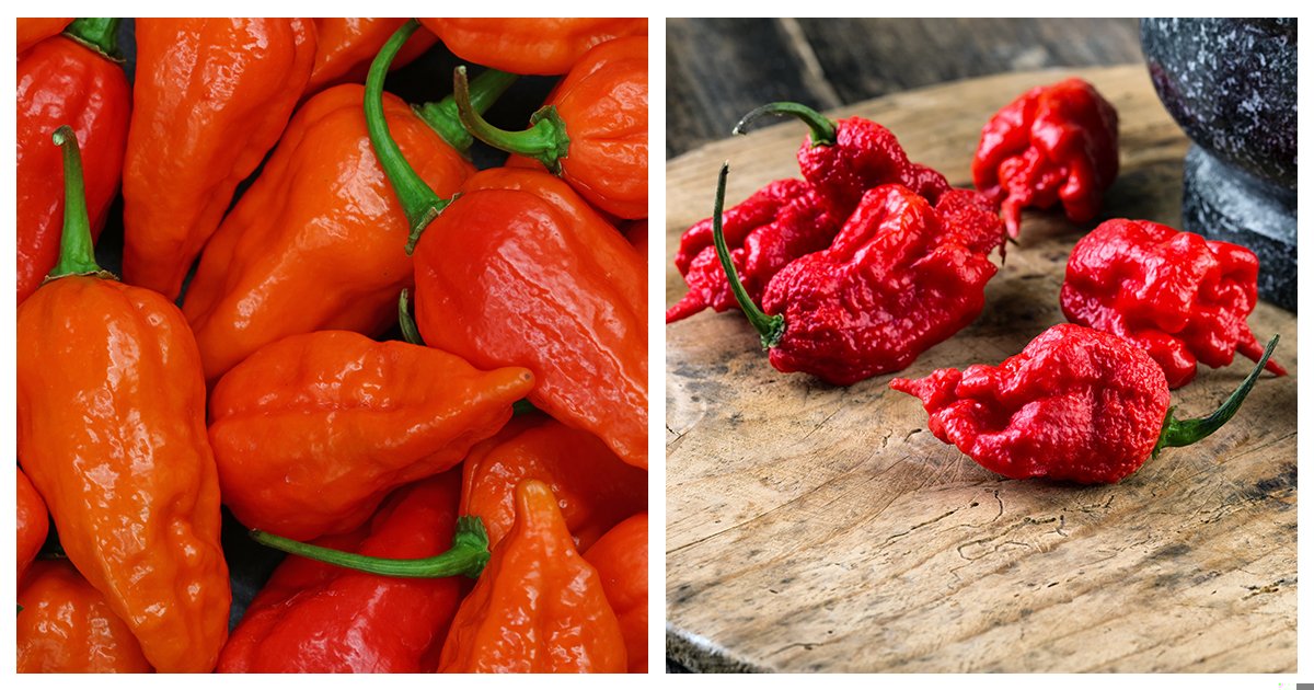 Carolina Reaper Vs Ghost Pepper: Which One Is Hotter?